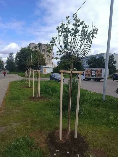 Калининградские власти назвали улицы, где в этом году высадят больше всего деревьев - Новости Калининграда | Фото: канал сити-менеджера Калининграда Елены Дятловой / Макс