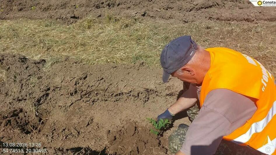 Городские леса Калининграда в этом году пополнят более чем пятью тысячами саженцев — Дятлова - Новости Калининграда | Фото: канал сити-менеджера Калининграда Елены Дятловой / Телеграм