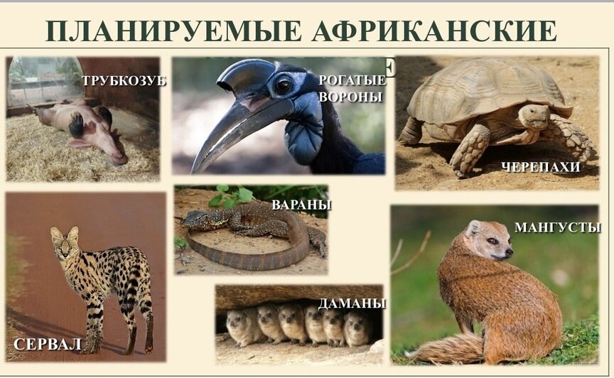 Директор зоопарка Светлана Соколова рассказала о планах | Фото: из презентации зоопарка