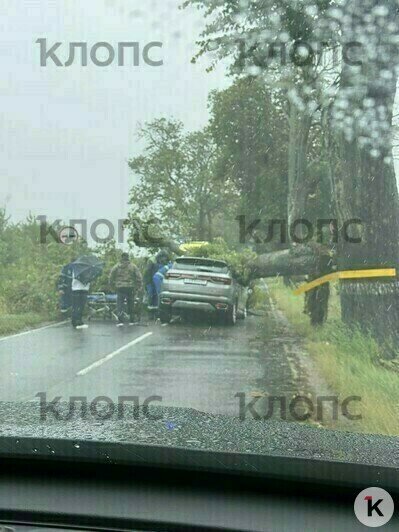 На машину и рядом с автомойкой: в Гурьевском районе из-за ветра попадали деревья (фото) - Новости Калининграда | Фото: очевидец