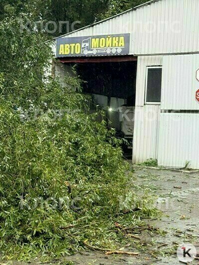 На машину и рядом с автомойкой: в Гурьевском районе из-за ветра попадали деревья (фото) - Новости Калининграда | Фото: очевидец