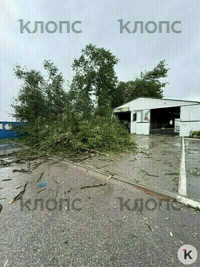 На машину и рядом с автомойкой: в Гурьевском районе из-за ветра попадали деревья (фото) - Новости Калининграда | Фото: очевидец