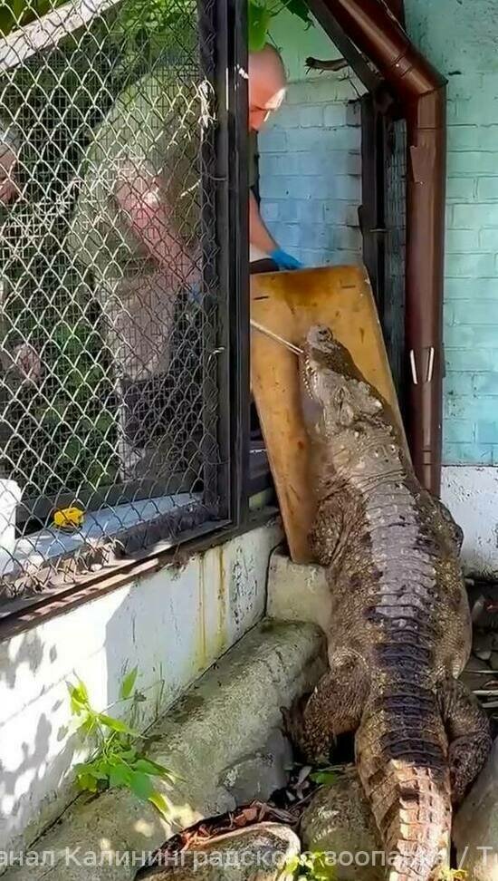Пир для Людмилы: крокодил из Калининградского зоопарка за один завтрак съедает 3,5 кг мяса и рыбы - Новости Калининграда | Фото: канал Калининградского зоопарка / Телеграм