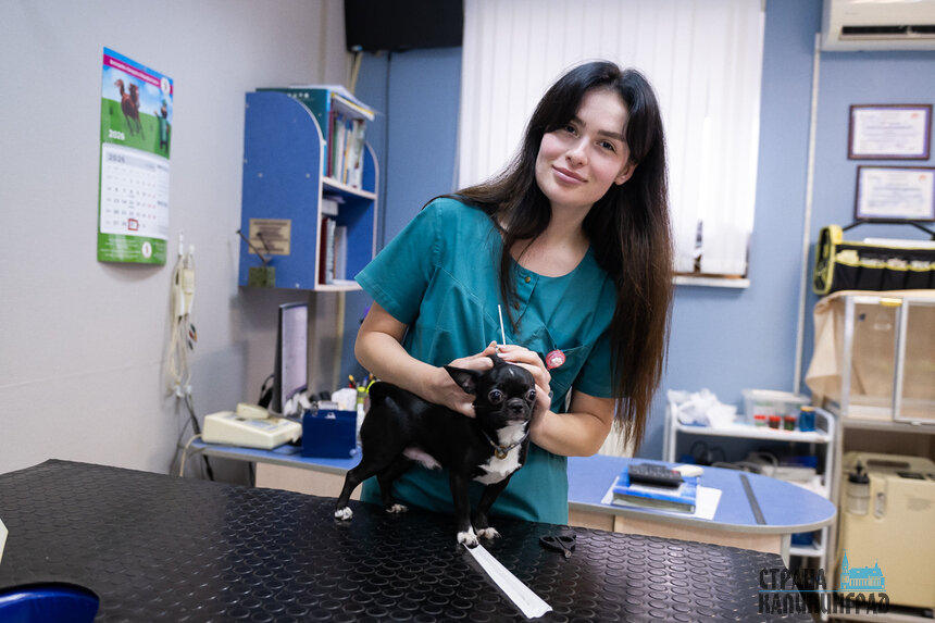 Ветеринарный врач, дерматолог Марина Казмерчук: «Обработка от клещей и блох нужна обязательно»  | Фото: Александр Подгорчук 