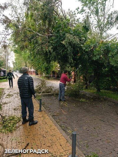 Рвали провода и выдирали деревья с корнями: власти Зеленоградска сравнили два сильнейших летних шторма (фото) - Новости Калининграда | Фото: сообщество администрации Зеленоградского муниципального округа / «ВКонтакте»