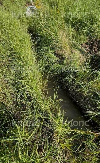 «Жители их никогда не увидят»: в Холмогоровке дорогостоящие деревья посадили в поле (видео)   - Новости Калининграда
