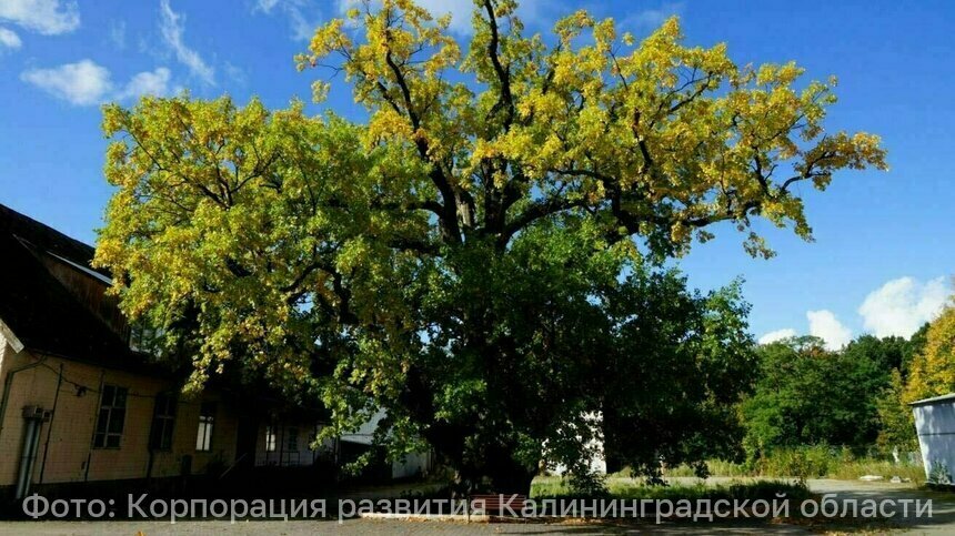 Пруд, кофейни и двор мастеров: власти показали, каким видят пространство возле 800-летнего дуба в Ладушкине (видео) - Новости Калининграда | Фото: Корпорация развития Калининградской области