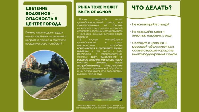 Опасно для детей и животных: как цианотоксины отравляют Верхнее озеро и почему его очистка не решает проблему    - Новости Калининграда | Брошюру предоставила Елена Ежова