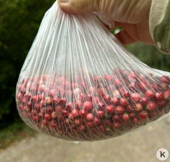 В лесах Калининградской области появилась брусника, черника уже отходит — что приготовить из ягод (фото)   - Новости Калининграда | Фото: Елена Прищеп
