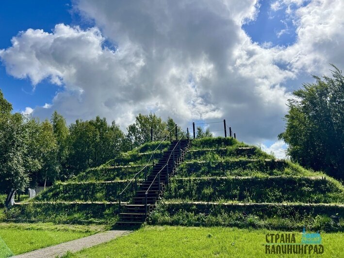 В саду выращивают плодовые деревья, голубику и даже чай | Фото: автора