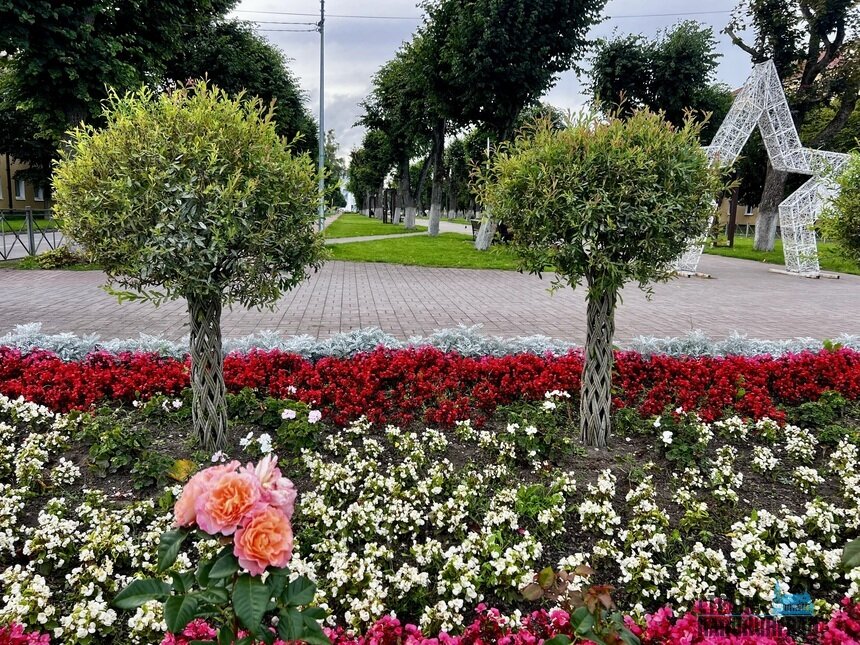 Зелень и цветы по всей области радуют глаз (на фото - город Светлый) | Фото автора