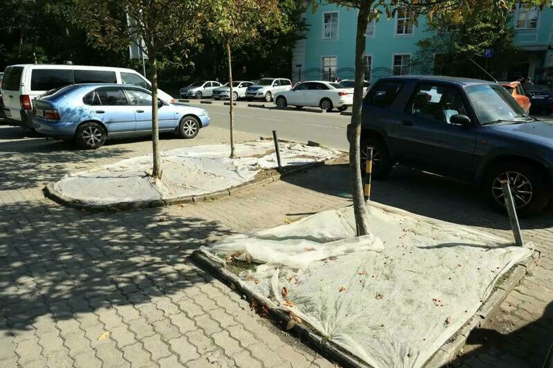 Власти показали, как защищают свежие калининградские газоны от атак птиц (фото) - Новости Калининграда | Фото: канал сити-менеджера Калининграда Елены Дятловой / Телеграм
