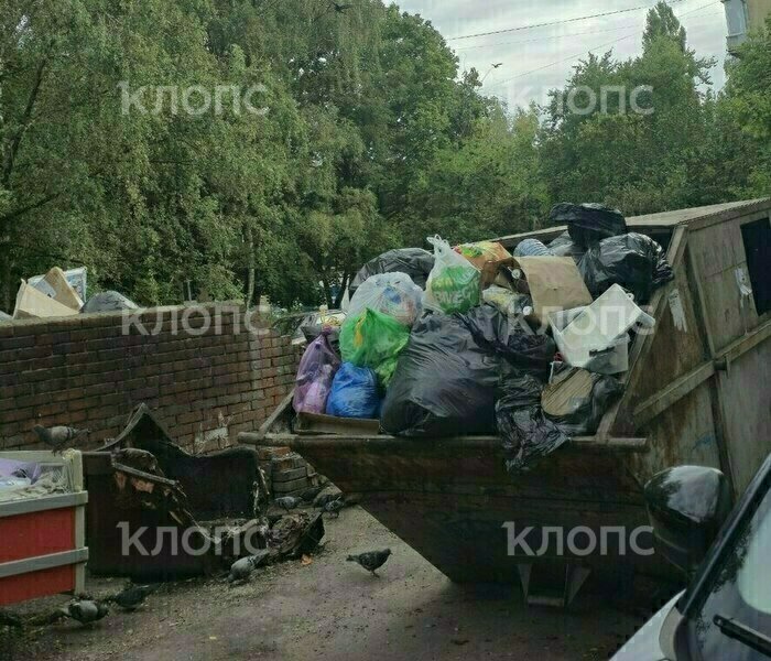 Грязная тайна улицы Минской: знаменитая мусорка 4 дня подряд режет глаз и бьёт в нос зловонием (фото)   - Новости Калининграда | Фото: «Клопс»