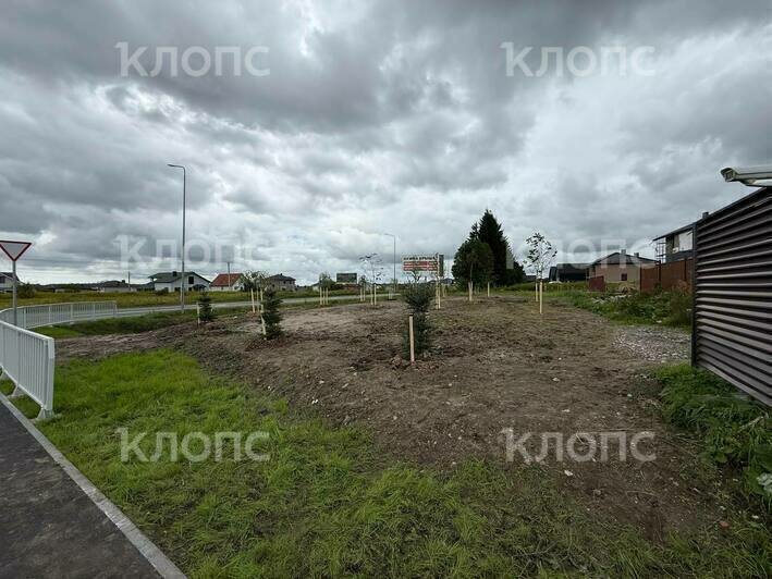Семь деревьев в Холмогоровке высадили у Калининградского шоссе | Фото: очевидец
