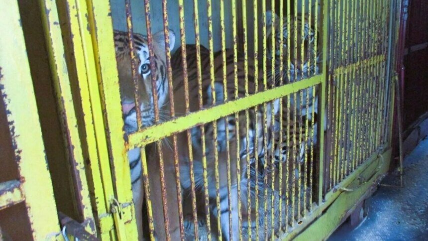В Калининград прибыл «полосатый рейс» - Новости Калининграда | Фото: пресс-служба Россельхознадзора по Калининградской области