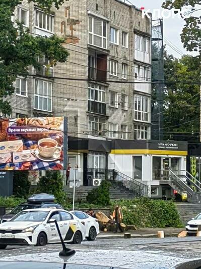 На проспекте Мира напротив «Зари» спилили огромное дерево: горожане переживают за два соседних (фото) - Новости Калининграда | Фото: очевидцы