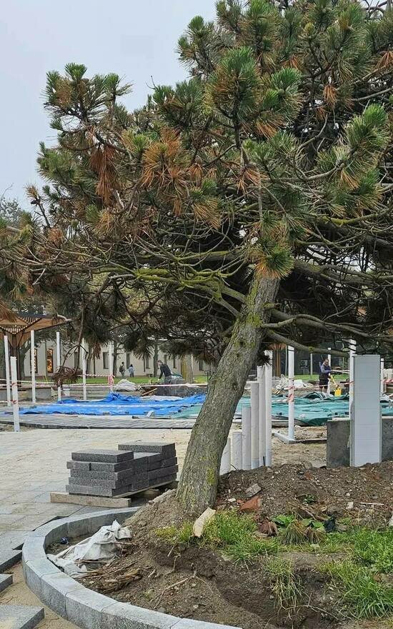 В Зеленоградске после жалобы экоактивистов завели дело на подрядчика, повредившего корни 19 деревьев (фото) - Новости Калининграда | Фото: канал министерства природных ресурсов и экологии Калининградской области / Телеграм