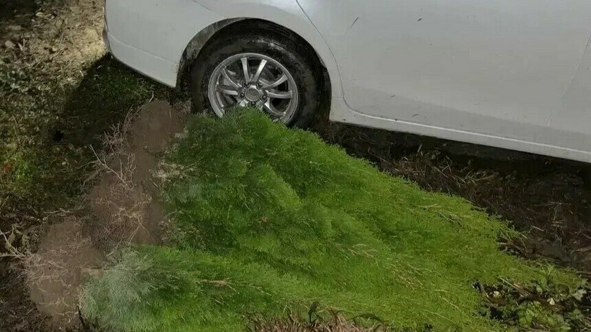 Калининградец приезжал в Полесский район, чтобы воровать туи из питомника   - Новости Калининграда | Фото: УМВД России по Калининградской области