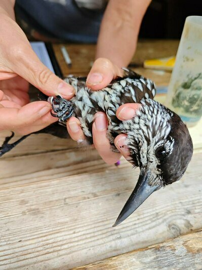 На Куршской косе объявился редкий гость из таёжных лесов с длинным клювом (фото)  - Новости Калининграда | Фото: Фрингилла
