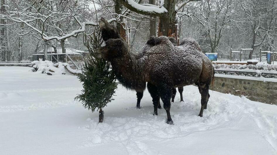 В Калининградском зоопарке животные лакомятся ёлками (видео) - Новости Калининграда | Фото: Светлана Соколова