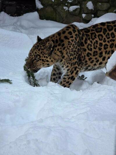 В Калининградском зоопарке животные лакомятся ёлками (видео) - Новости Калининграда | Фото: Светлана Соколова