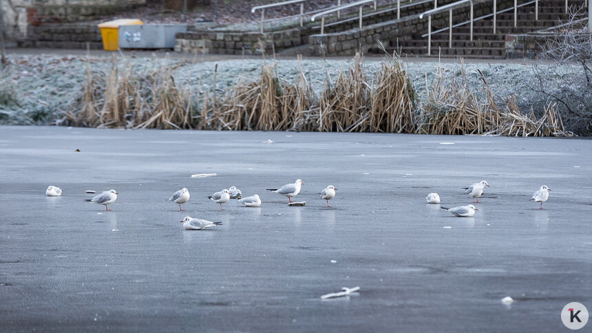 Сильный туман и мороз: погода в Калининграде и области в среду, 7 января  - Новости Калининграда | Фото: Александр Подгорчук / Архив «Клопс»