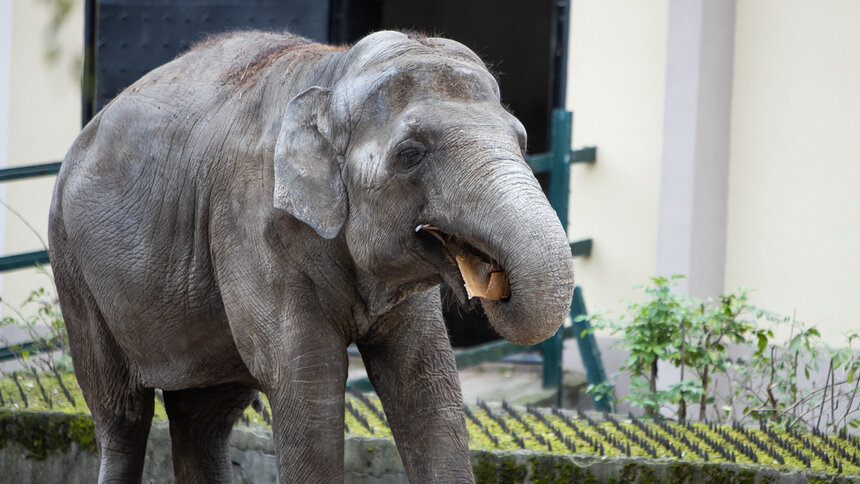 «Держим кулаки и делаем всё возможное»: в зоопарке умирает родившаяся в Калининграде слониха - Новости Калининграда | Фото: Александр Подгорчук / Архив «Клопс»