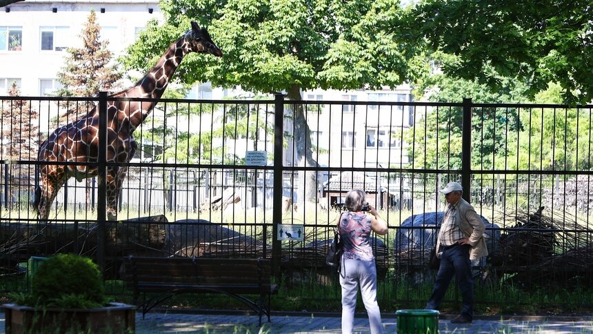 Жираф большой — его видней: в Калининградском зоопарке посетители смогут наблюдать за гигантом вблизи - Новости Калининграда | Фото: Александр Подгорчук / Архив «Клопс»