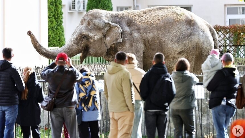 В зоопарке Калининграда умерла слониха Преголя   - Новости Калининграда | Фото: Александр Подгорчук / Архив «Клопс»