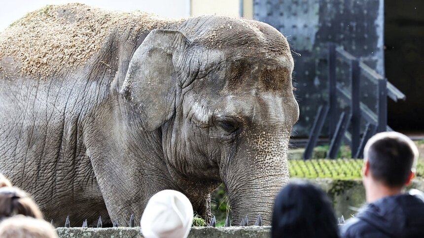 «Колем обезболивающее. Прогноз неутешительный»: в Калининградском зоопарке рассказали о состоянии слонихи - Новости Калининграда | Фото: Александр Подгорчук / Архив «Клопс»