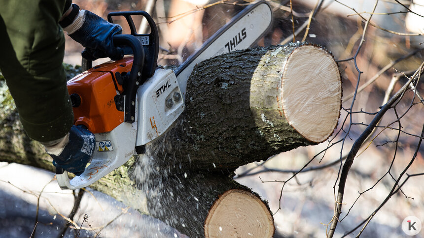 Следком проводит проверку после жалоб на вырубку многолетних елей в Нальчике  - Новости Калининграда | Фото: Александр Подгорчук / Архив «Клопс»