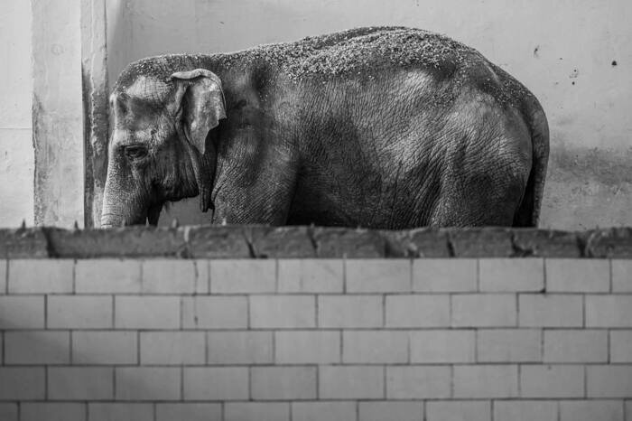 Она была символом Калининграда. | Фото: Александр Мелехов