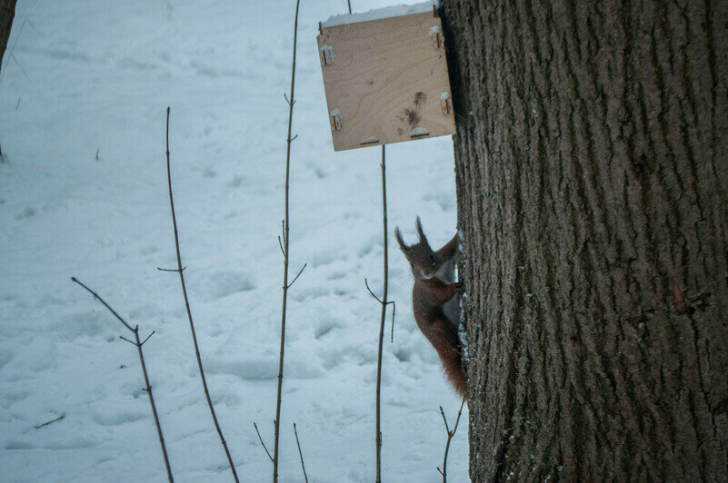 Белки в парке Макса Ашмана. | Фото: Ксения Андреева