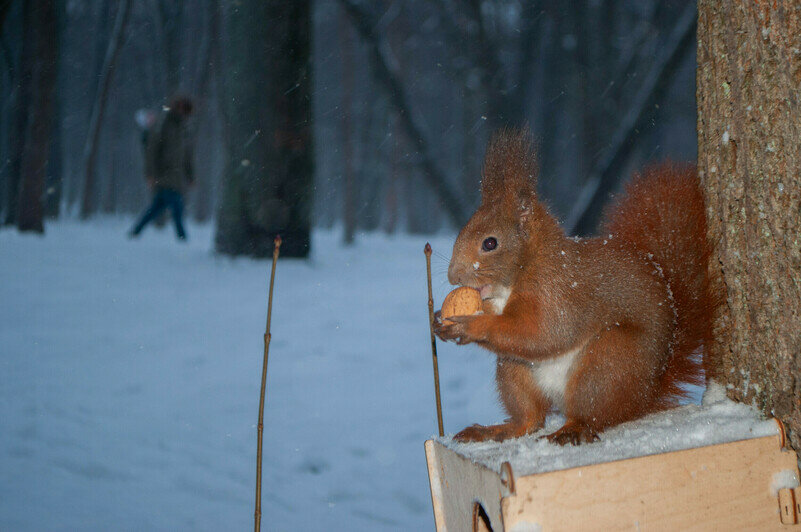 Белки в парке Макса Ашмана. | Фото: Ксения Андреева