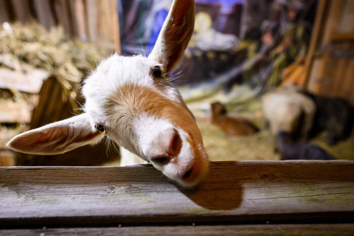 После Рождества наступает особый период — Святки, которые продолжаются до Крещения (19 января). | Фото: архив «СК»