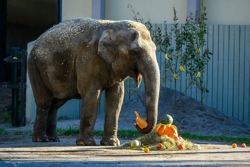 12 октября 2025 года в зоопарке отметили юбилей слонихи Преголи.  | Фото: архив «СК»