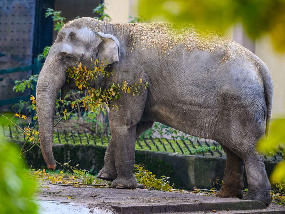 В Калининградском зоопарке умерла 55-летняя слониха Преголя