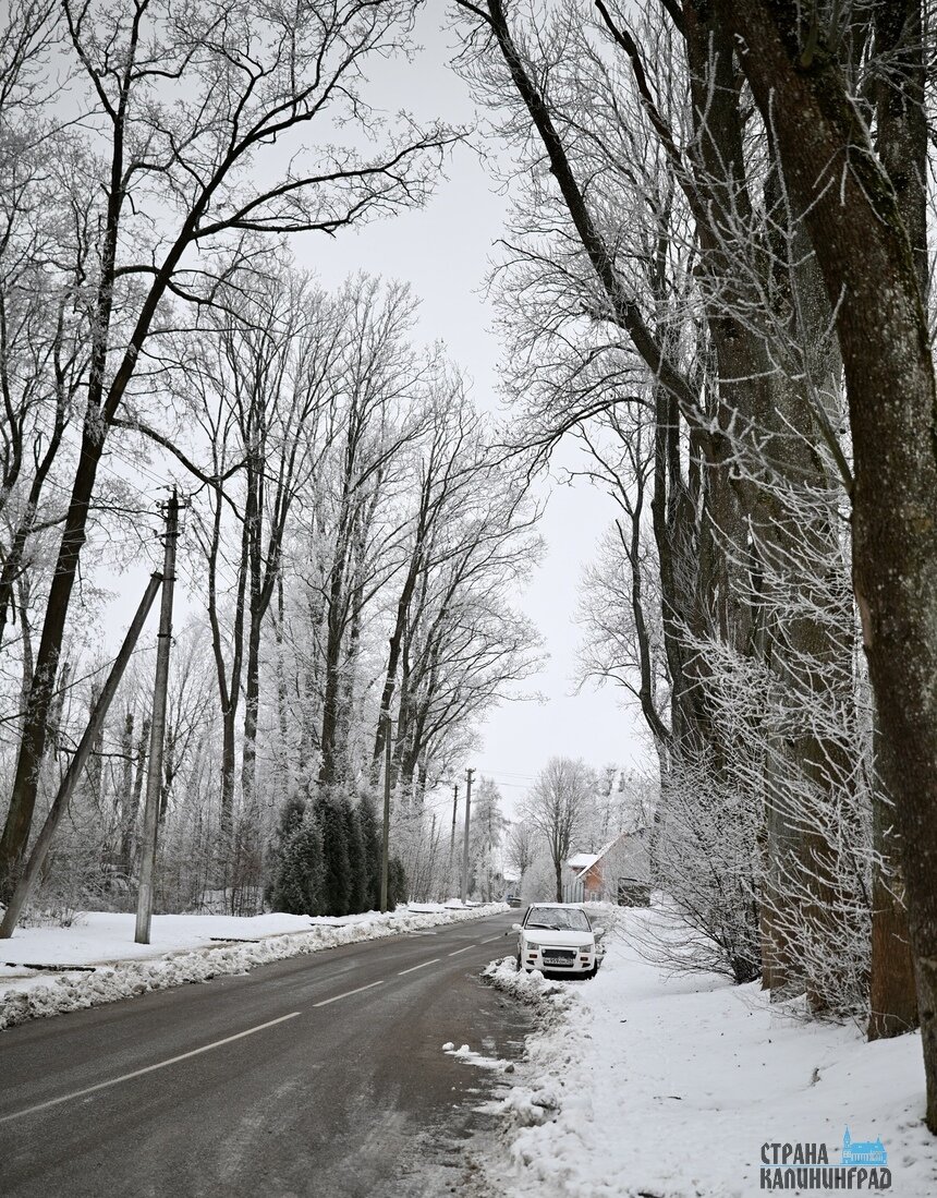Калининградскую область сковала изморозь: сказочные заснеженные пейзажи