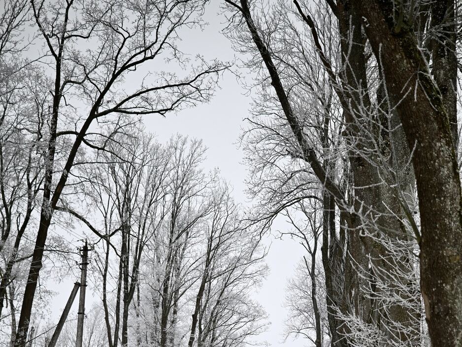 Калининградскую область сковала изморозь: сказочные заснеженные пейзажи