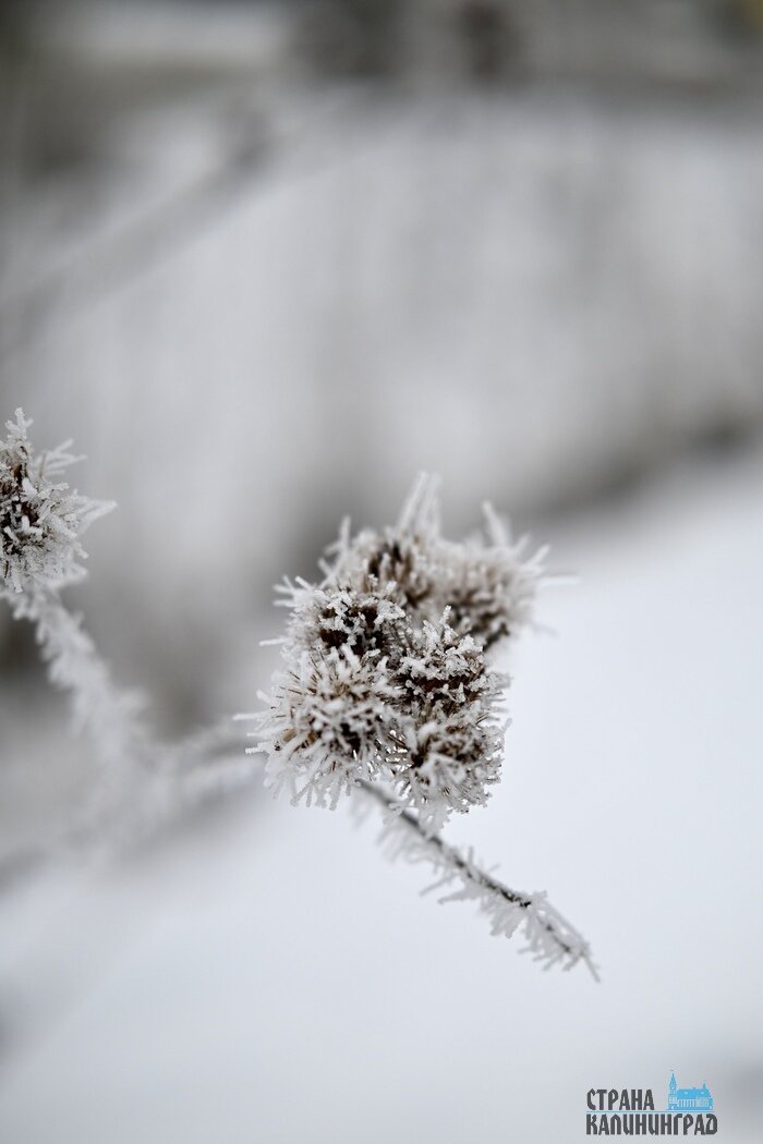 Калининградскую область сковала изморозь: сказочные заснеженные пейзажи | Фото: Софья Шарипова
