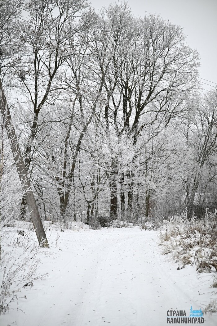 Калининградскую область сковала изморозь: сказочные заснеженные пейзажи
