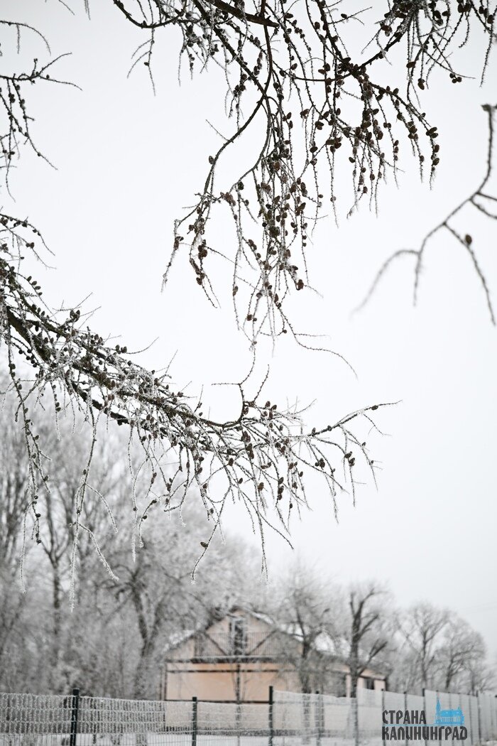 Калининградскую область сковала изморозь: сказочные заснеженные пейзажи