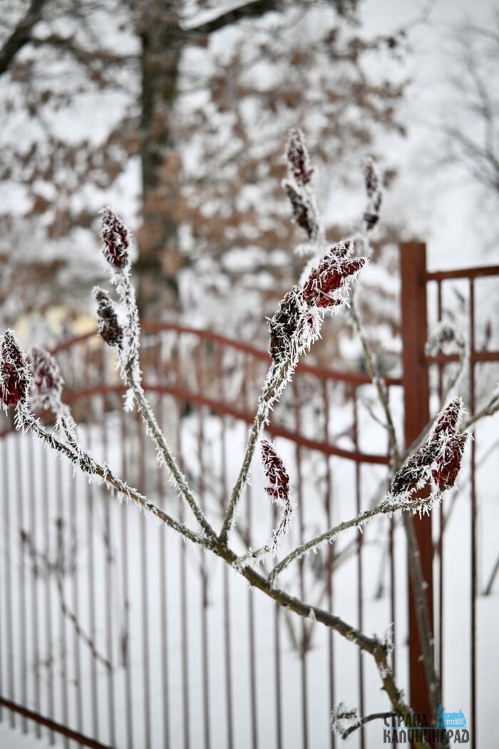 Калининградскую область сковала изморозь: сказочные заснеженные пейзажи