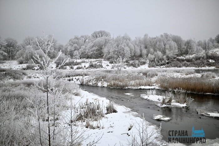 Калининградскую область сковала изморозь: сказочные заснеженные пейзажи