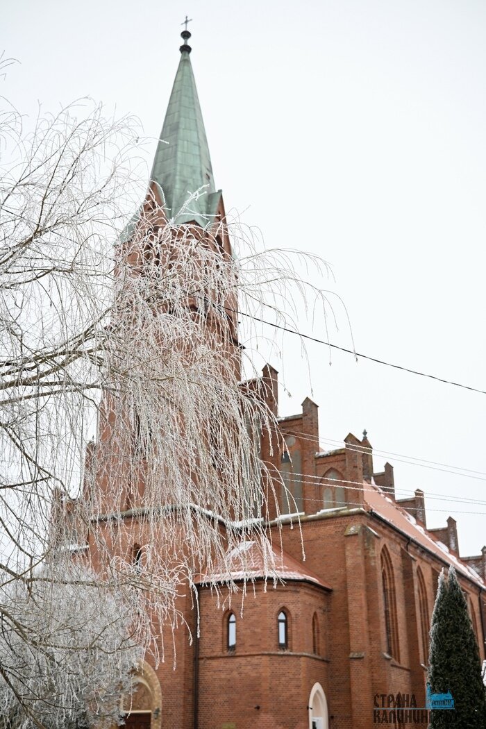 Калининградскую область сковала изморозь: сказочные заснеженные пейзажи