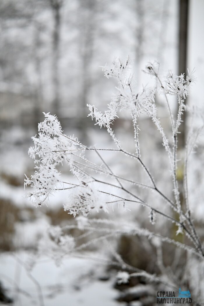 Калининградскую область сковала изморозь: сказочные заснеженные пейзажи