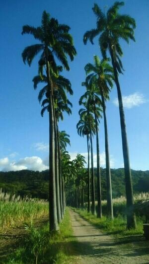 Портреты Боливара, нищие индейцы и пиранья на удочку: калининградка рассказала о путешествии в Венесуэлу (фото)   - Новости Калининграда | Фото: Елена Прищеп