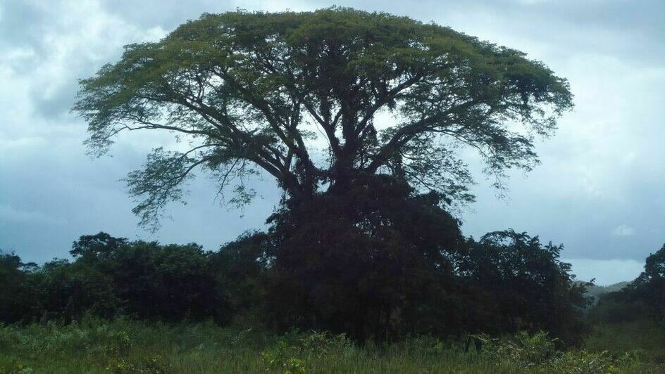 Портреты Боливара, нищие индейцы и пиранья на удочку: калининградка рассказала о путешествии в Венесуэлу (фото)   - Новости Калининграда | Фото: Елена Прищеп