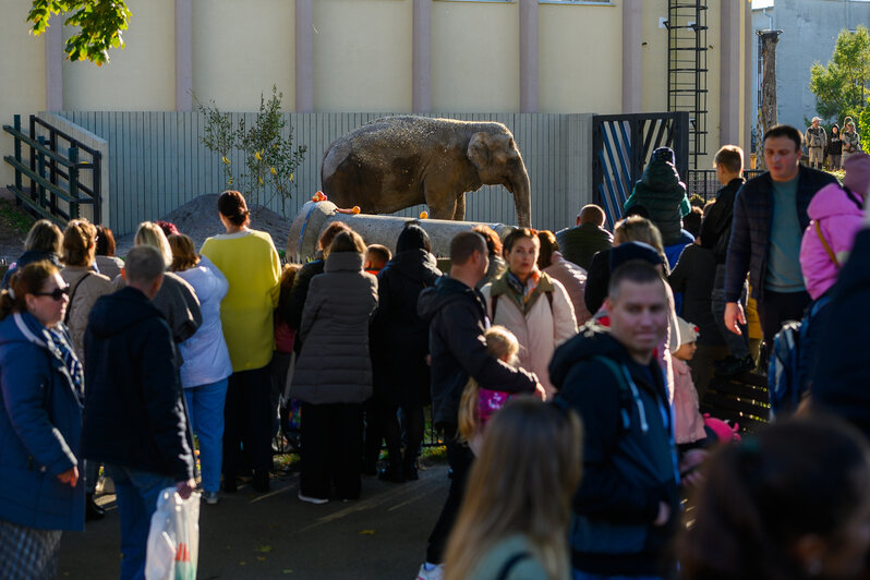 На 55-летнем юбилее Преголи. Подарки для нее состояли из любимых лакомств: арбузов, апельсинов и бананов | Фото: архив «СК»