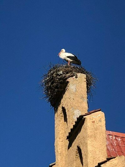 «Посмотрите, у них всё зелёное!»: гид из Перми рассказала, почему туристы сходу влюбляются в Калининградскую область                                                                                  - Новости Калининграда | Фото: Евгения Слободян